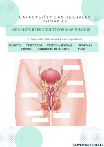 Órganos reproductores masculinos