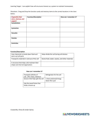 Organelles That Store, Clean up, and Support Interactive Activity