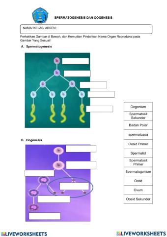 Sistem Reproduksi (Pria dan wanita)
