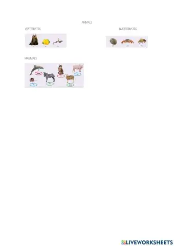 Vertebrates, invertebrates, mammals