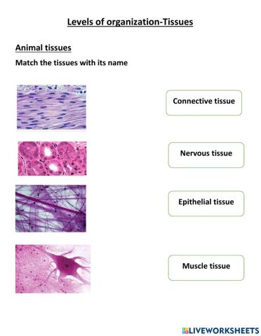 Plant and animal tissues