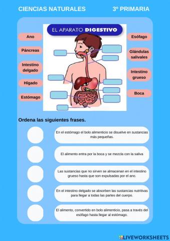 Aparato digestivo