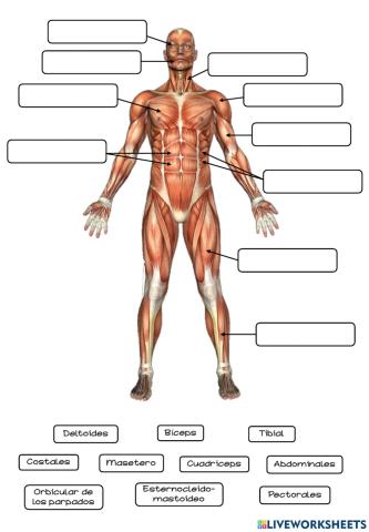 El aparato locomotor: los músculos