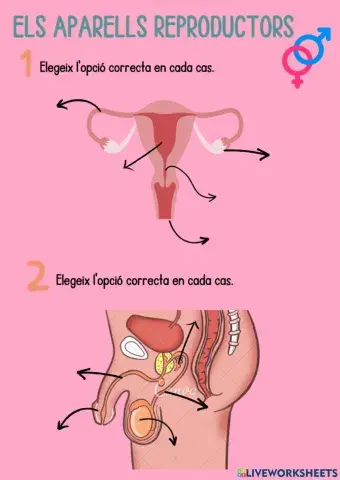 Els aparells reproductors