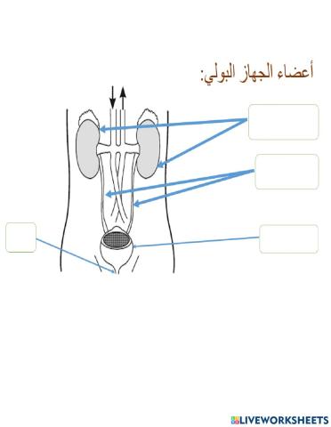 الجهاز البولي