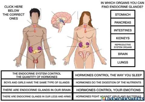 Endocrine system