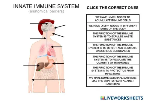 Immune system