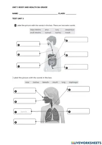 TEST UNIT 3 BODY AND HEALTH 5th grade