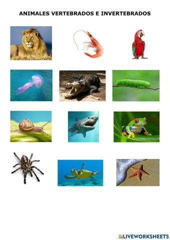 ANIMALES VERTEBRADOS E INVERTEBRADOS