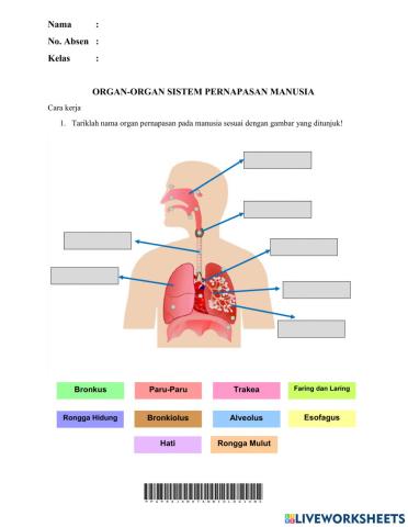 LKPD 1 Organ Sistem Pernapasan