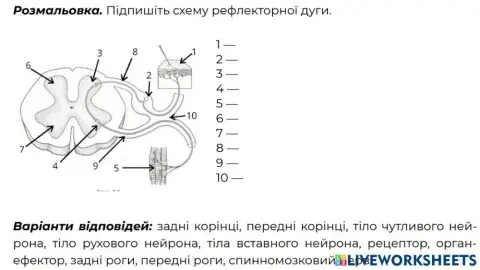 Будова спинного мозку і рефлекторної дуги