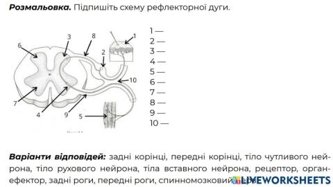 Будова спинного мозку і рефлекторної дуги