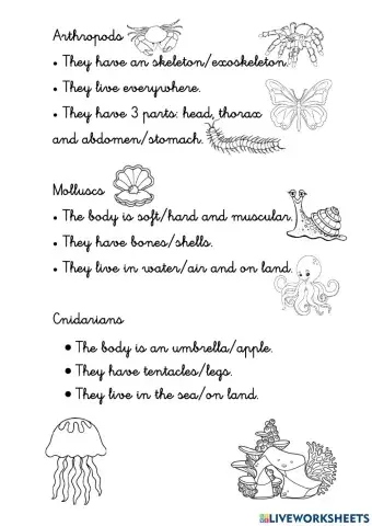 Invertebrate Animals