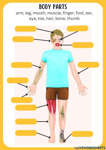 Body parts
