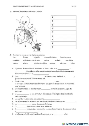 Repaso aparato digestivo y respiratorio