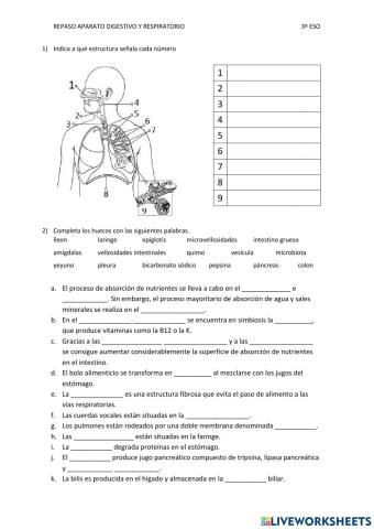 Repaso aparato digestivo y respiratorio