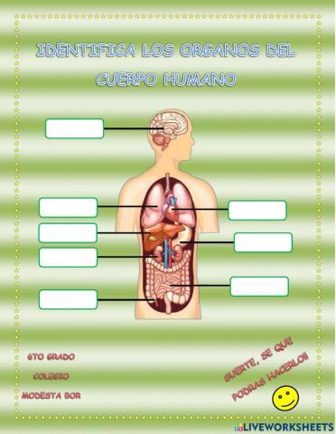 Identifica los órganos dentro del cuerpo humano