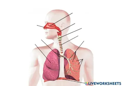 Respiratory system