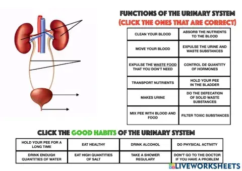 Urinary system