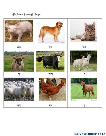 Learning domestic animals