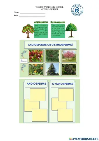 Angiosperms and Gymnosperms