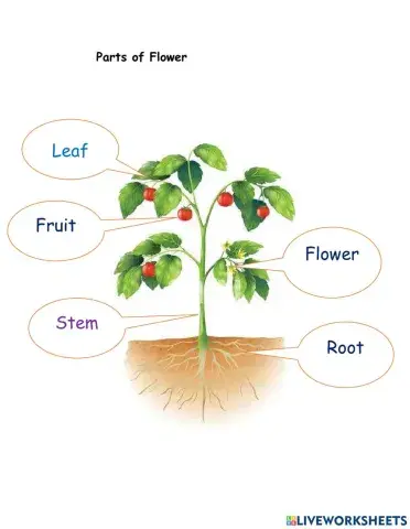 Parts of Plant