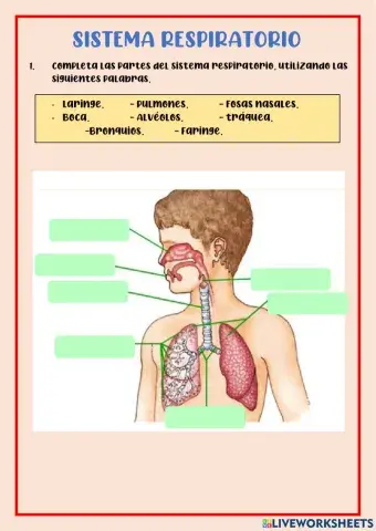 Sistema respiratorio