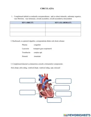 Recapitulare circulația