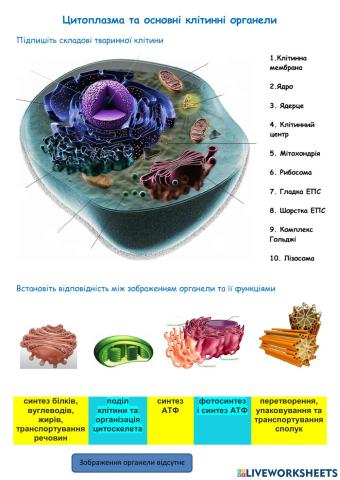 Цитоплазма та основні клітинні органели