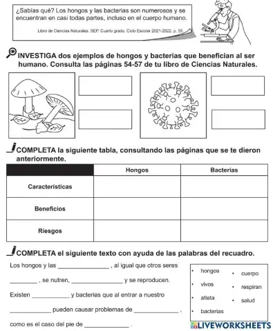 Los hongos y las bacterias