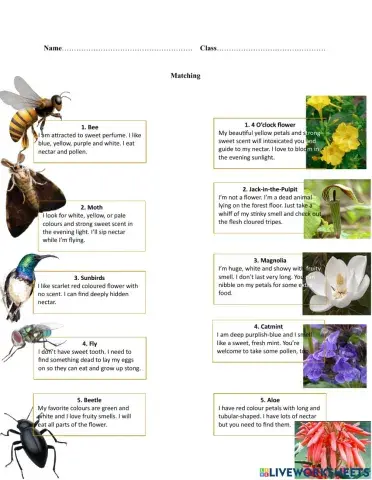 Flowers and their Pollinators