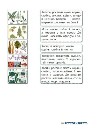 Різноманітність рослин