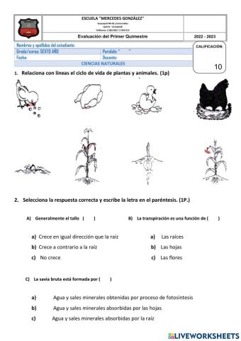 Evaluaciòn 1 Quimestre-CC.NN