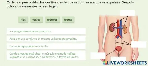 Partes do aparato excretor