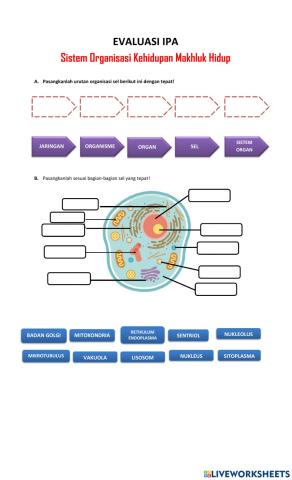 Sistem organisasi kehidupan
