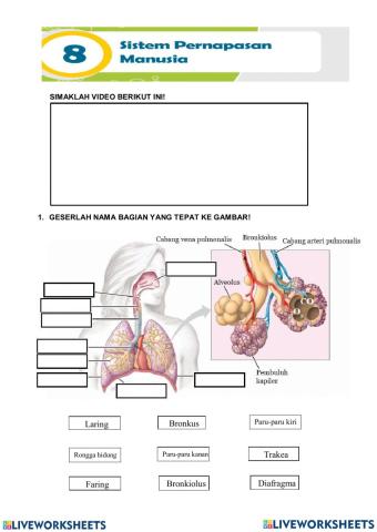 Sistem Pernapasan Manusia