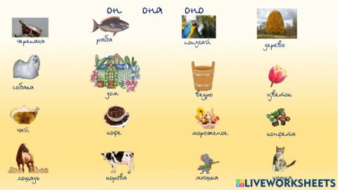 Он  она  оно