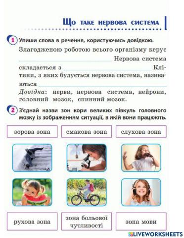 Що таке нервова система