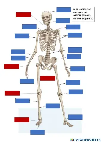 Huesos y articulaciones