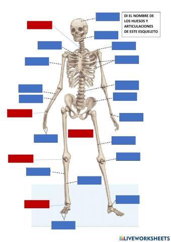 Huesos y articulaciones