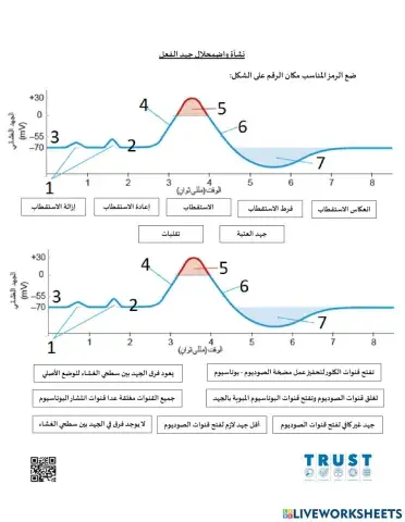 نشأة واضمحلال جهد الفعل