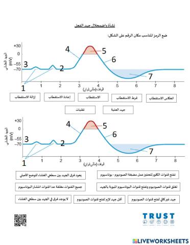 نشأة واضمحلال جهد الفعل