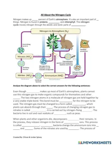 All About The Nitrogen Cycle Activity