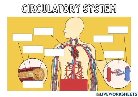 Circulatory system