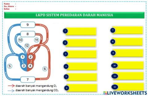 Sistem peredaran darah manusia