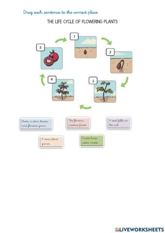 The cycle of flowering plants