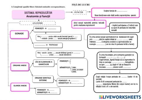 Sistemul reproducător la om