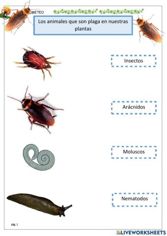 Animales que son plagas