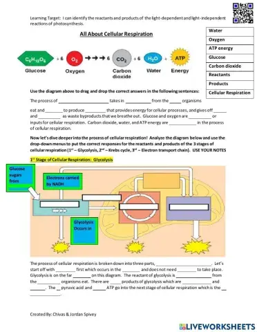 A Deep Dive into Cellular Respiration