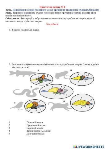 Практична робота Будова мозку хребетних тварин